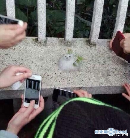 北方雪人与南方雪人的区别