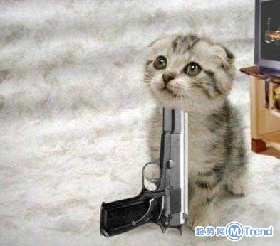 一只生无可恋的猫