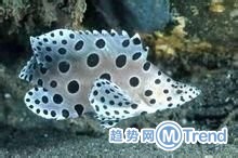 涨姿势啦，人妖算什么？看我七十二变！