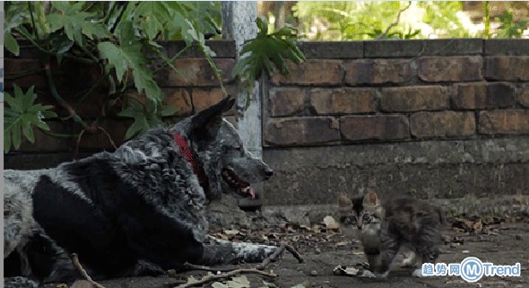 路遇恶犬，装疯卖傻