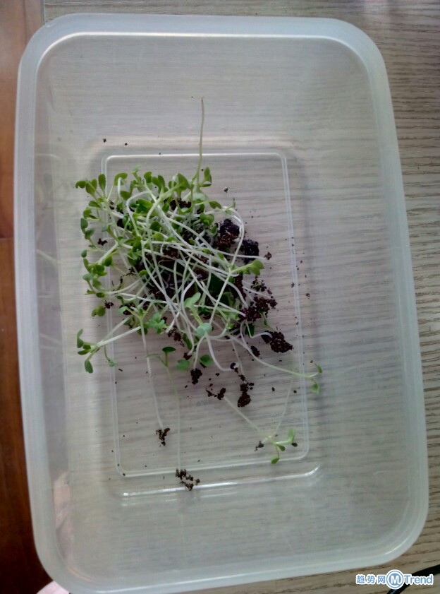 种了一个月的菜