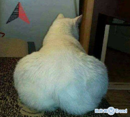 那个屁股有那么大