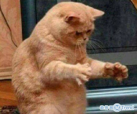 那个屁股有那么大