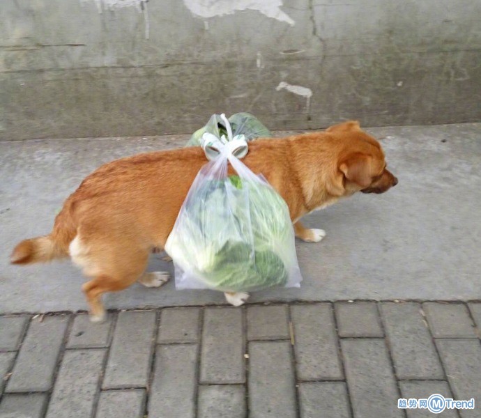 人生真是太难了 狗生也一样