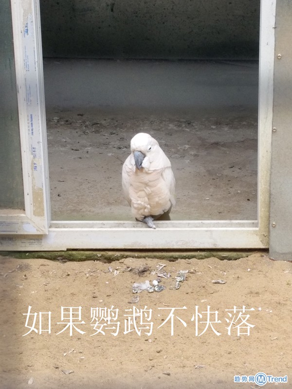 这年头，连鹦鹉都开始忧伤了吗？
