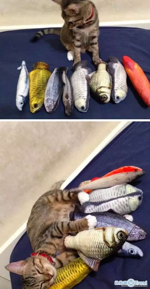 我胖喵终于也有这一天了吗？！