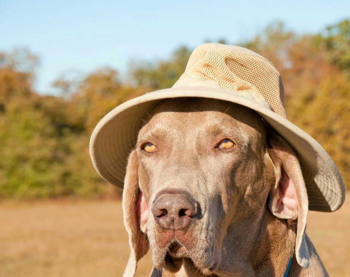 很好，这很表情包