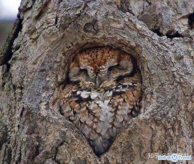 一只猫头鹰终于找到了自己的家